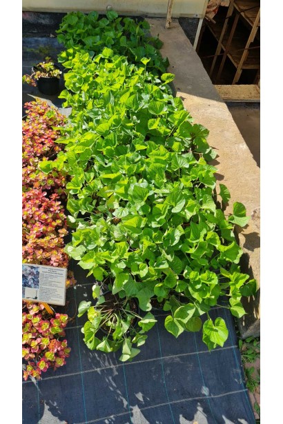 Фиалка садовая саженцы в садовом центре